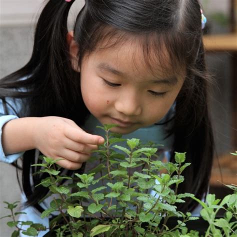 小朋友種植物|小小農夫學種菜：香草植物篇